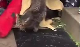 Il gattino piange disperato: ha la zampetta incastrata