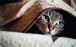 Tra malattie, paura e voglia di giocare: quando il gatto si nasconde in casa...