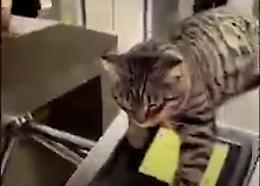 I signori dei tornelli: i gatti sono i padroni della metro