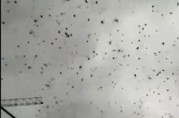 Si affaccia dal balcone: lo stormo di uccelli non finisce più