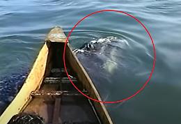Pericolo in alto mare: cucciolo di balenottera rischia di rovesciare la barchetta