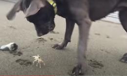 Il cagnolone e il granchio giocano sulla sabbia