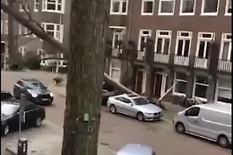 L'albero cade e per poco non centra un'auto in strada