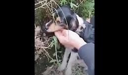 La cagnolina è terrorizzata, ma riesce a metterla in salvo