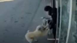 Due cani per amici: le vogliono un mondo di bene