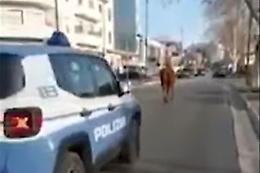 Per le strade si aggira un cavallo scortato dalla polizia