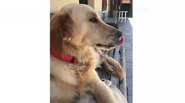 Aglié, il cane eroe che mette in fuga i ladri: furti sventati da Gibbs [FOTO]