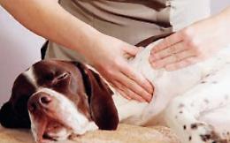 Togliere spine dalle zampe del cane: come si deve procedere e cosa fare