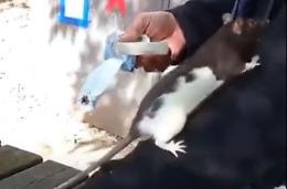 Il suo migliore amico è un topolino