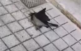 Una devastante moria di uccelli