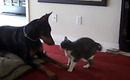 Tra il gatto e il doberman va in scena un insolito..."balletto"