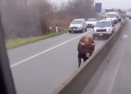 Aiuto, c'&egrave; un...toro che sgroppa in corsia di sorpasso!!