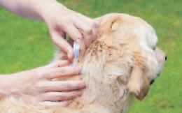 Antiparassitari per Micio e per Fido: con la primavera è meglio pensarci