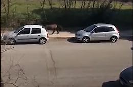 Sotto casa c'è un cavallo che galoppa
