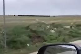 Sembra un treno, invece sono cinghiali