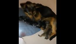 Che emozione, è nata una nidiata di cuccioli