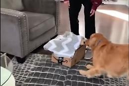 Che sorpresa per il cagnolone: arriva un cucciolo