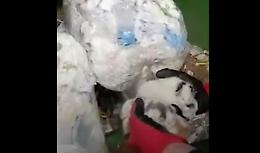 Nel cassonetto ci sono dei gattini appena nati