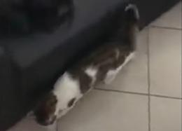 Il gatto che vuol essere un cane
