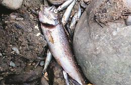 Pesca al via ma senza acqua e dove c’è mancano le trote