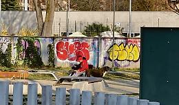 Mastini feroci senza guinzaglio: «Bimbi terrorizzati ai giardini»