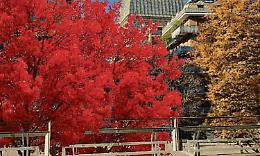 Palazzo Nuovo si colora di rosso e verde: taglio del nastro per il bosco degli altri