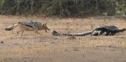 Da preda a...predatore: la rivincita del tasso sul pitone