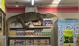 Entra nel supermercato e ci trova un lucertolone