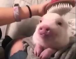 Ama tanto il suo maialino e lo pettina ogni mattina