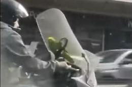 Passeggiata in scooter con il pappagallo