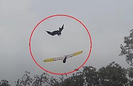 Il rapace si avventa sull'aeroplanino e lo abbatte