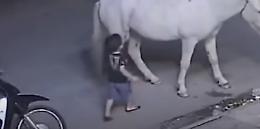 Bimbo "stuzzica" cavallo in strada e si becca una zampata