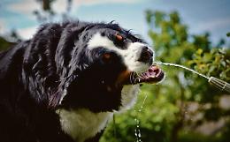 Fido consuma tutte le riserve idriche: in viaggio porta sempre la borraccia