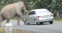 Auto contro...elefante: chi la spunta?