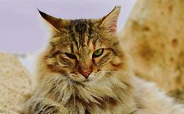 Muta primaverile del pelo del gatto: ecco come potete gestirla al meglio