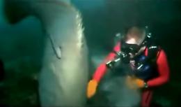 Sub scherza con un grosso pesce e si becca un morso