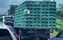 La gallina tenta l'evasione: ripresa...dalla scorta