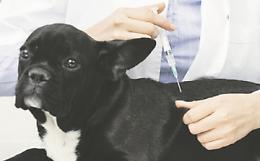 I cani e il pericolo della leishmaniosi: maggio è il mese della prevenzione