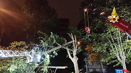 Maltempo, disagi a Volpiano: albero cade su strada e auto in sosta [LE FOTO]