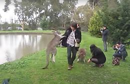 Canguro perde la pazienza e attacca il turista