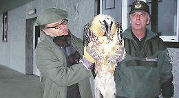 «Pitoni, lupi e caprioli: i miei 40 anni salvando gli animali nella città»