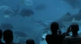 Il pranzo dello squalo? Avviene in...acquario