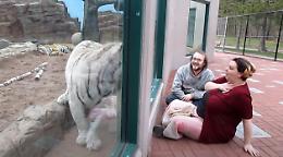 Lui e lei allo zoo: la tigre li attacca, ma c'è il vetro a proteggerli