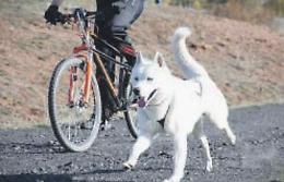 Condurre i cani al guinzaglio in bici è vietato: ecco quali sono le regole