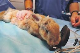 Al Canc ricoverati 500 animali. L’appello: «Portateci del cibo»