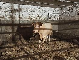 Collegno, il toro scappato mercoledì recuperato e trasferito in un ricovero sicuro