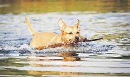 Gita fuori porta al lago insieme a Fido: mai dimenticare ciotole e ombrellone
