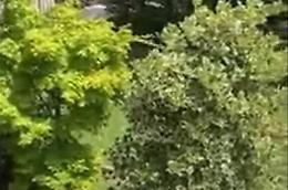 C'è una vipera in giardino e si barrica in casa