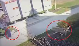 A spasso con il barboncino si imbatte in un...coyote