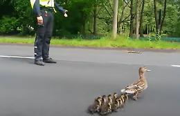 Così mamma papera e i suoi anatroccoli attraversano la strada